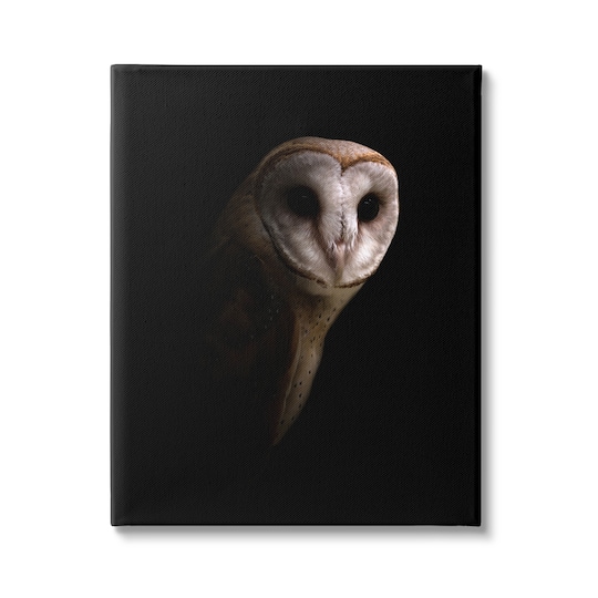 Stupell Industries Intense Barn Owl Black Shadow Photography Canvas Wall Art